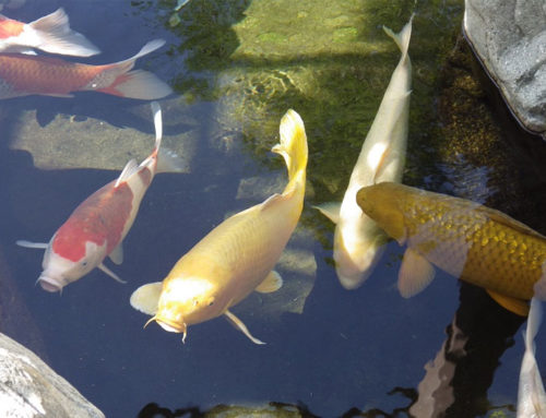 How to Lower pH in a Koi Pond