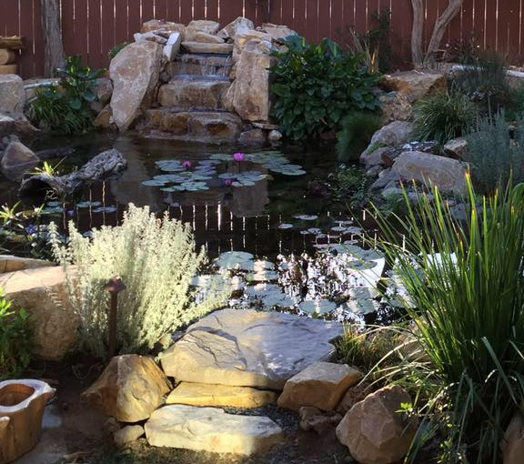 Our team finished the construction of this pond in Sherman Oaks