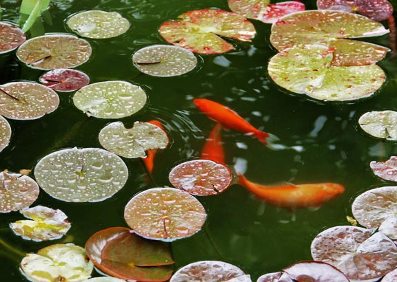 our team takes pride in any type of a koi pond maintenance that they do