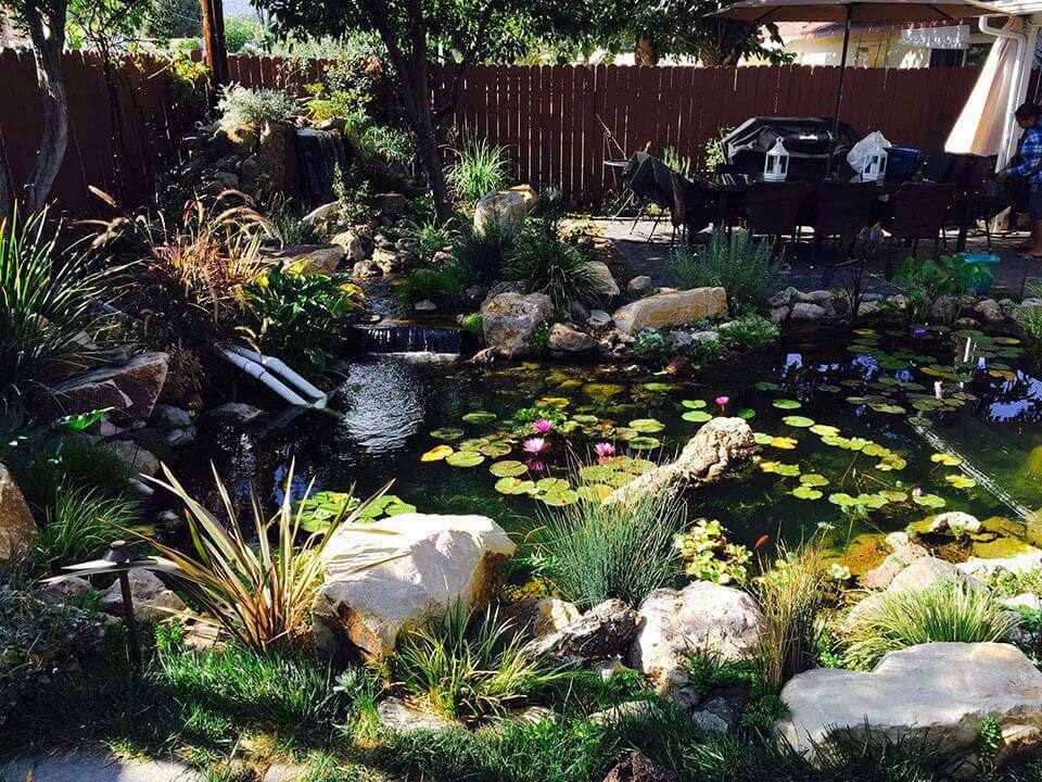 Koi pond with water lilies in Thousand Oaks, California