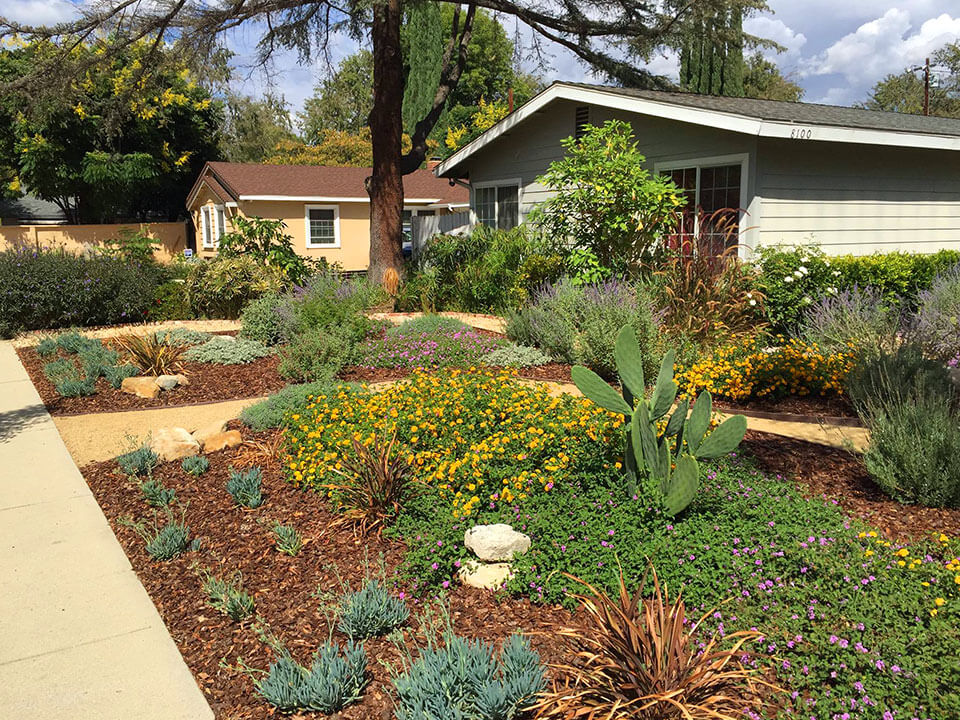 Landscaper in Canoga Park, CA installed a drought tolerant front yard landscape with wood chips