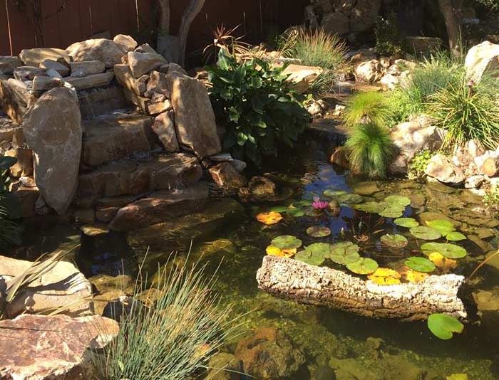 A pond in Agoura Hills with lily pads and a natural stone water fall