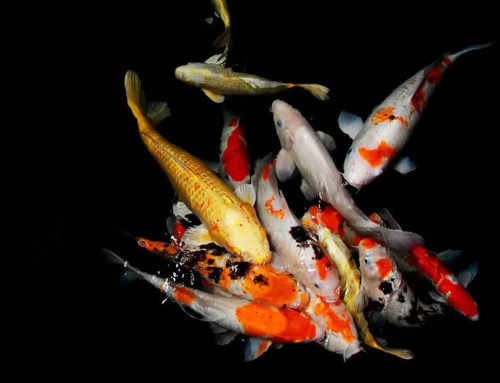 Why are Koi Fish So Expensive?
