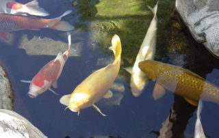 how to lower pH in a Koi pond