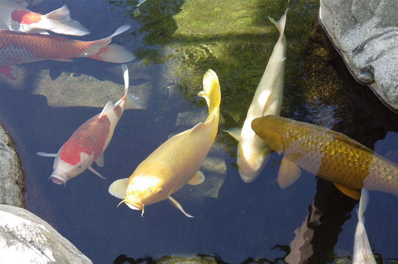 how to lower pH in a Koi pond