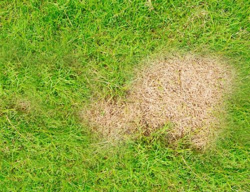 How to Get Rid of Brown Spots on Your Lawn
