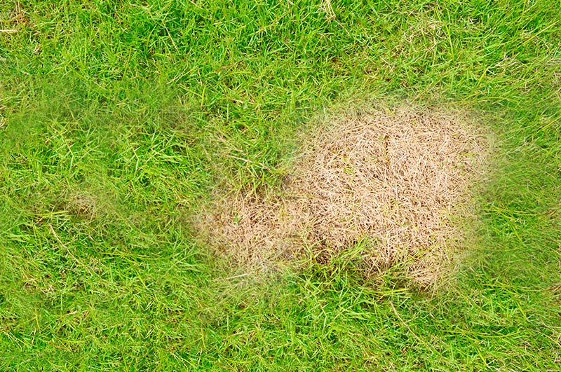 how to get rid of brown spots on your lawn