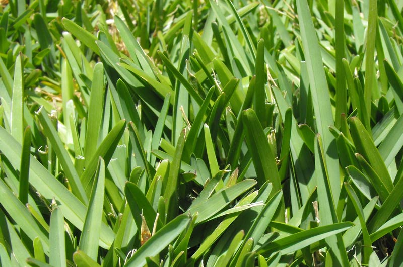 St. Augustine grass variety
