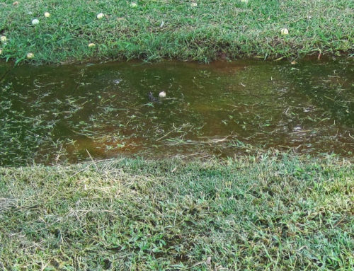 How to Drain a Waterlogged Lawn