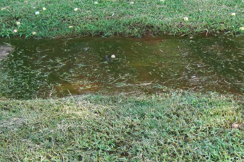 how to drain a waterlogged lawn