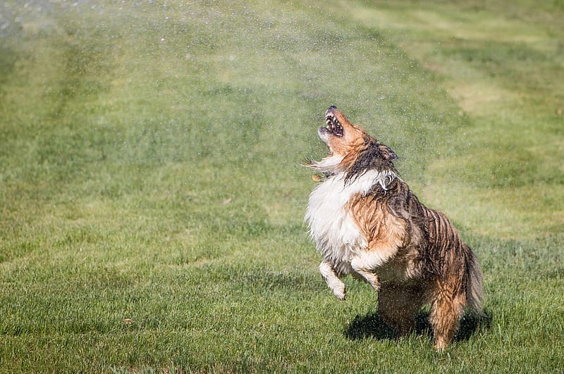how do I dog-proof my sprinklers?