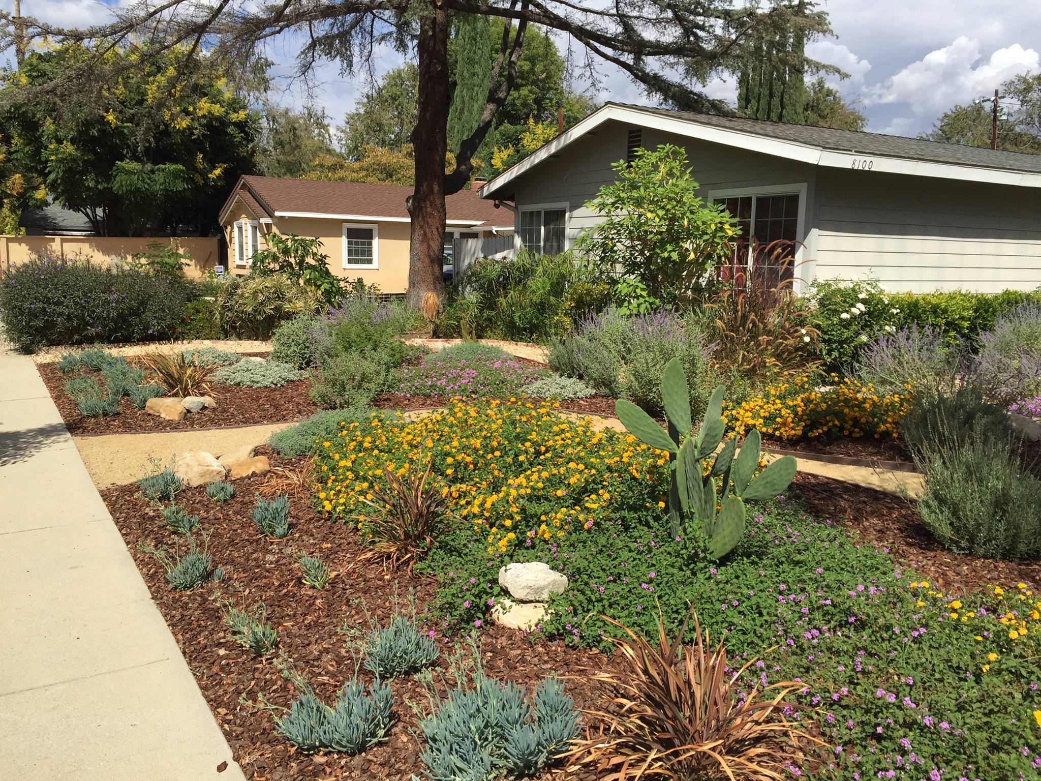 low water, drought tolerant landscape with Mexican Marigold, cactus, purple fountain grass, and other succulents in Burbank, California. 