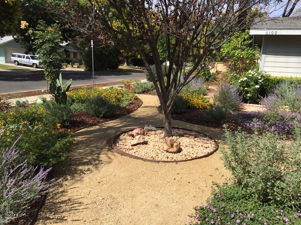 drought tolerant lawn replacement in Chatsworth, California