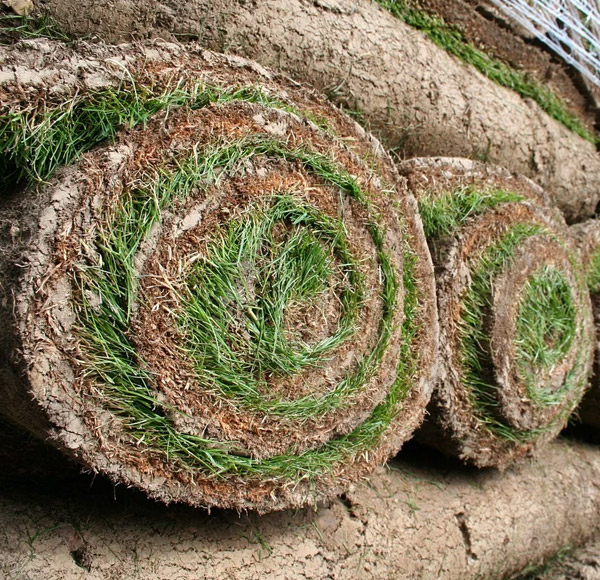 our professionals can help with any sod installation