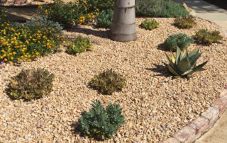 the four best lawn replacements for Southern California