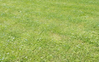 are clover lawns a good lawn replacement option in Los Angeles?