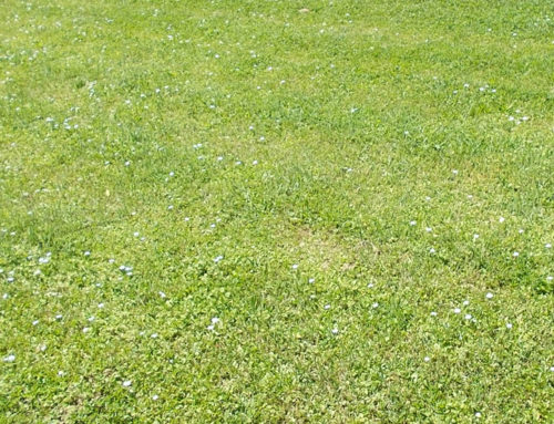 Are Clover Lawns a Good Lawn Replacement Option in Los Angeles?