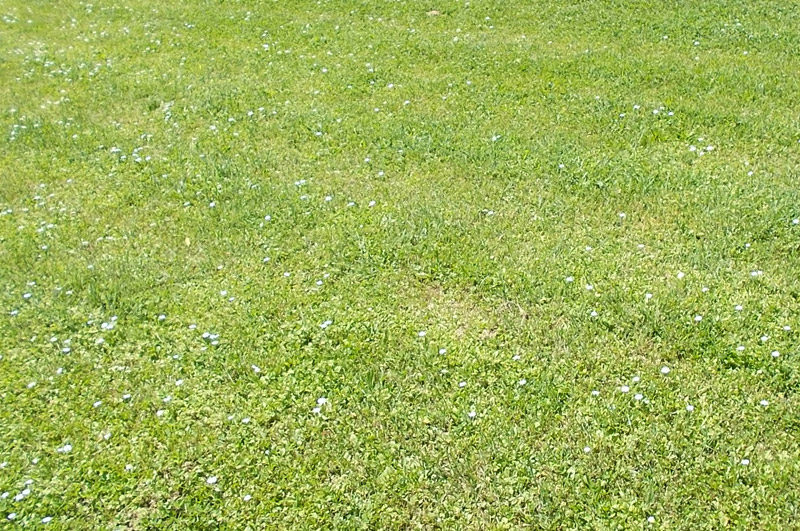 are clover lawns a good lawn replacement option in Los Angeles?