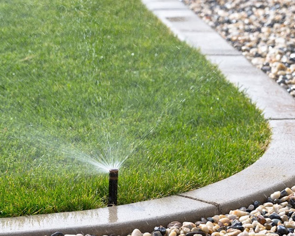 pop up sprinkler head watering fescue grass