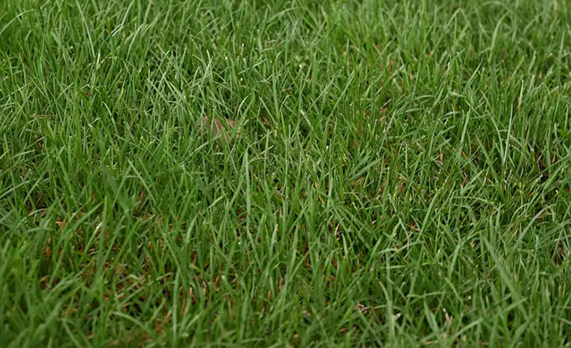 Tall Fescue grass