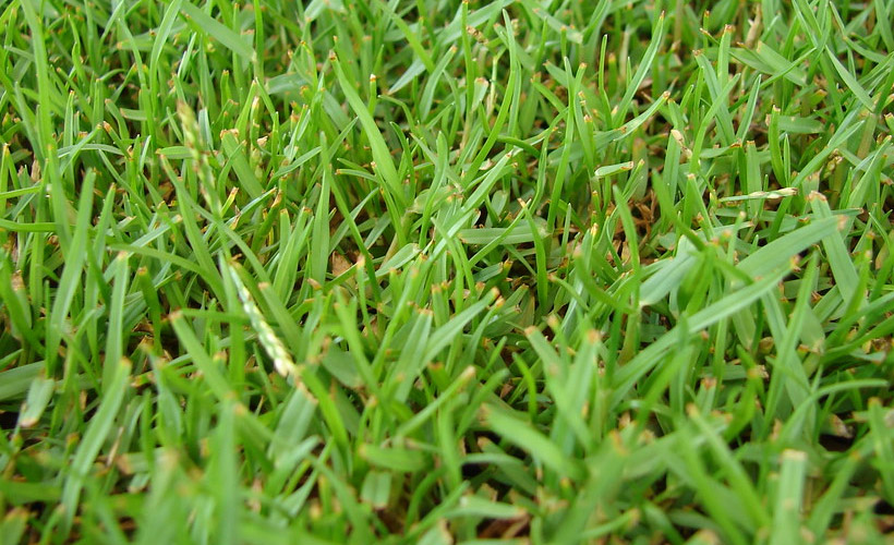Zoysia Grass