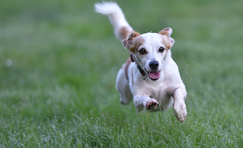 Best Grass for Dogs in Southern California