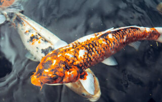 how do you know if your koi fish is happy?