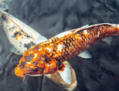 How Do You Know If Your Koi Fish is Happy?