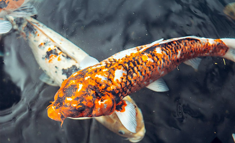 how do you know if your koi fish is happy?